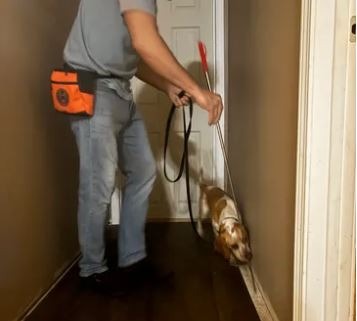 mold detection dog